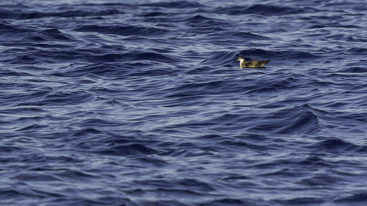 יסעור גמדי - ML647318576