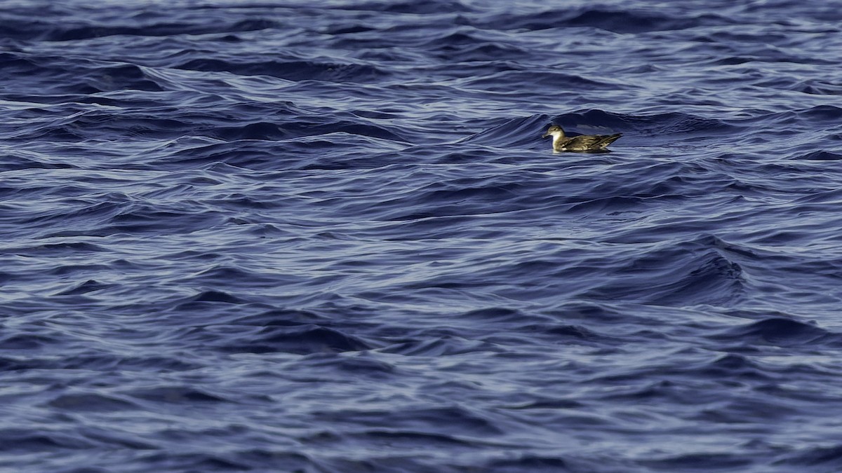 יסעור גמדי - ML647318577