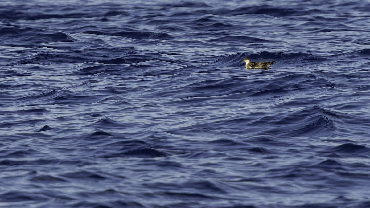 יסעור גמדי - ML647318578