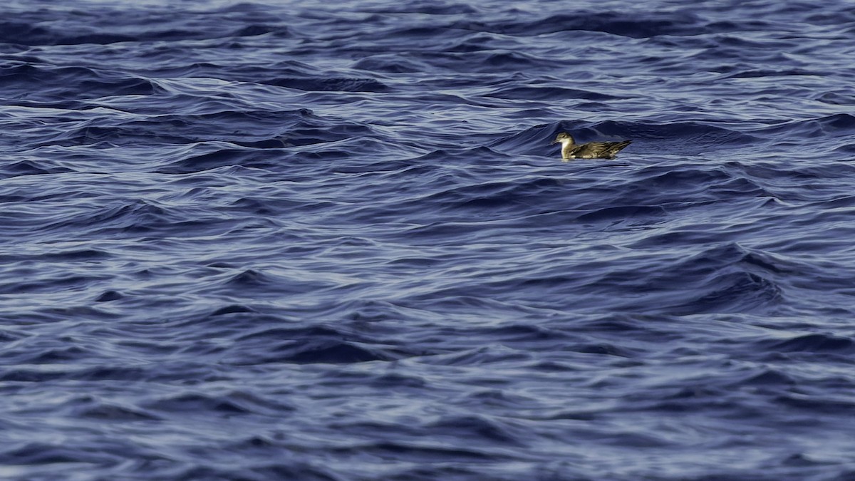 יסעור גמדי - ML647318579
