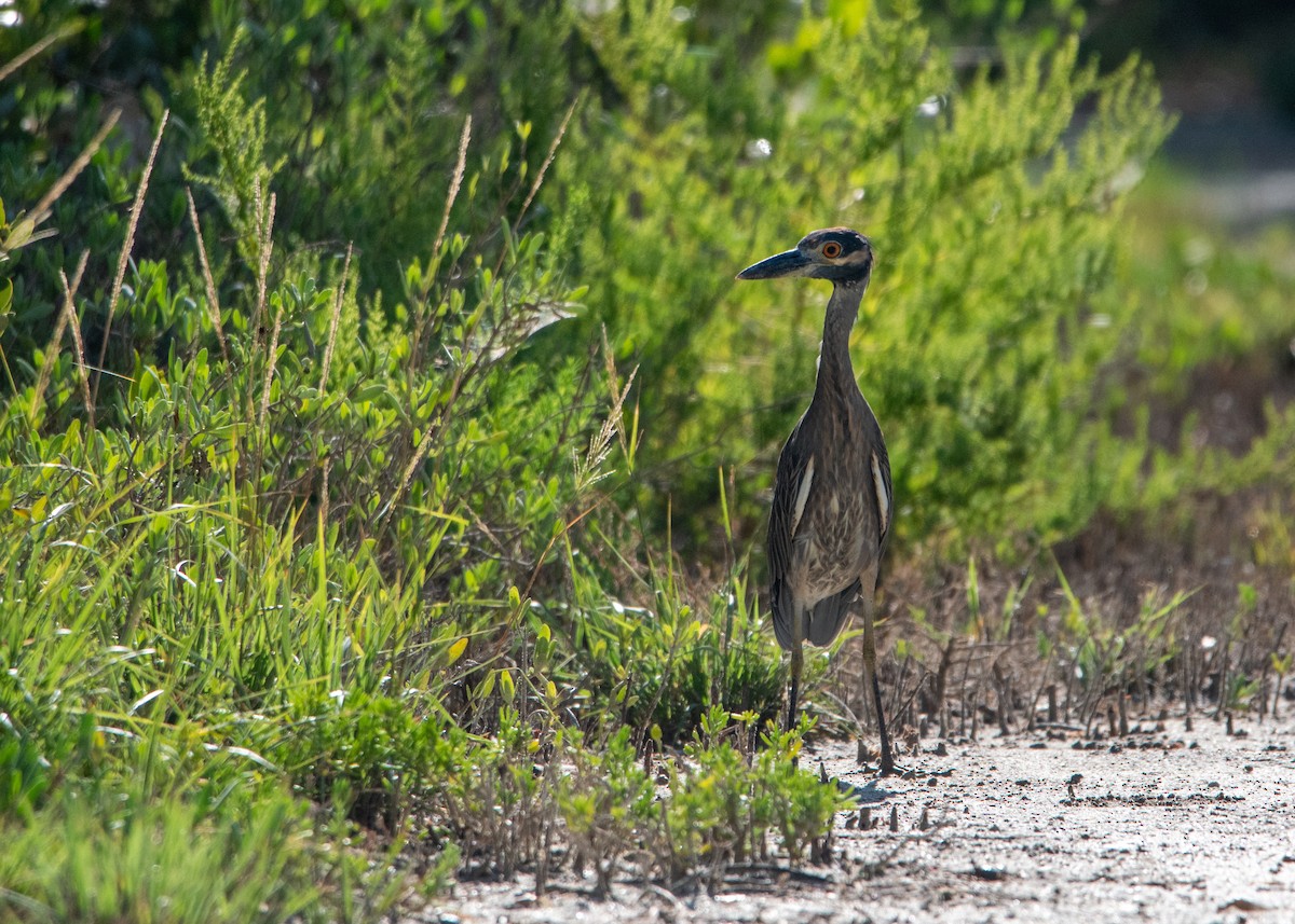 Yellow-crowned Night Heron - ML647318580