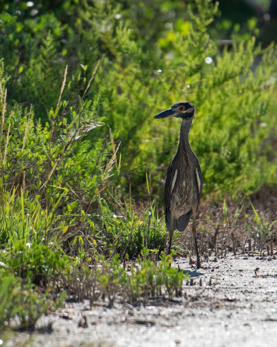 Yellow-crowned Night Heron - ML647318581
