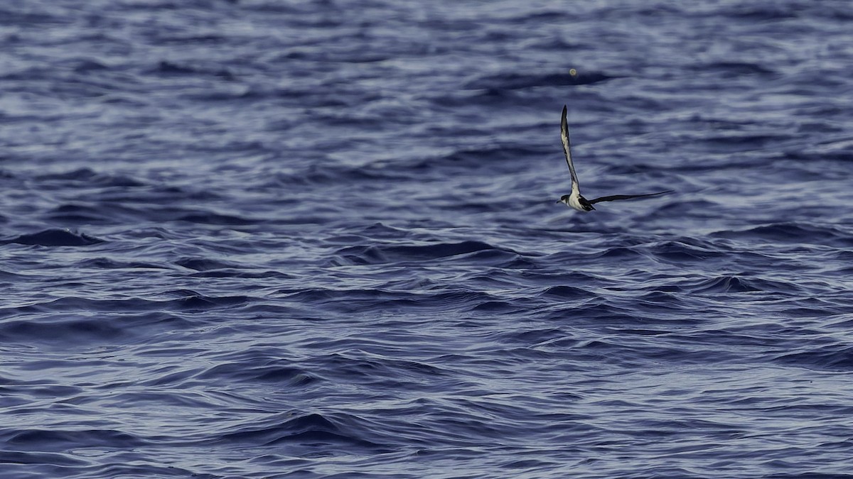 יסעור גמדי - ML647318582