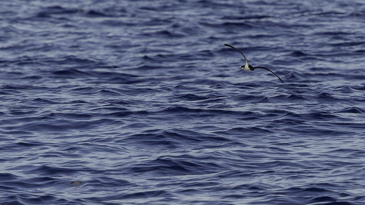 יסעור גמדי - ML647318583