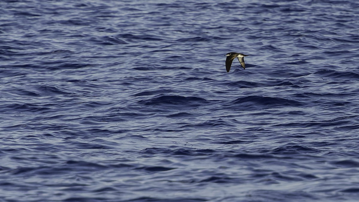 יסעור גמדי - ML647318584