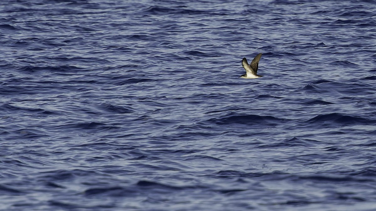 יסעור גמדי - ML647318585