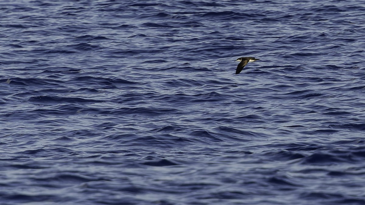 יסעור גמדי - ML647318586