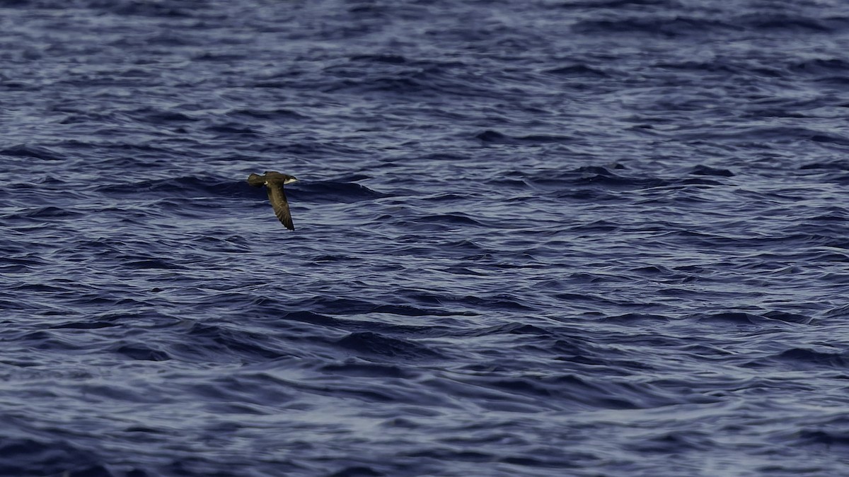 יסעור גמדי - ML647318587