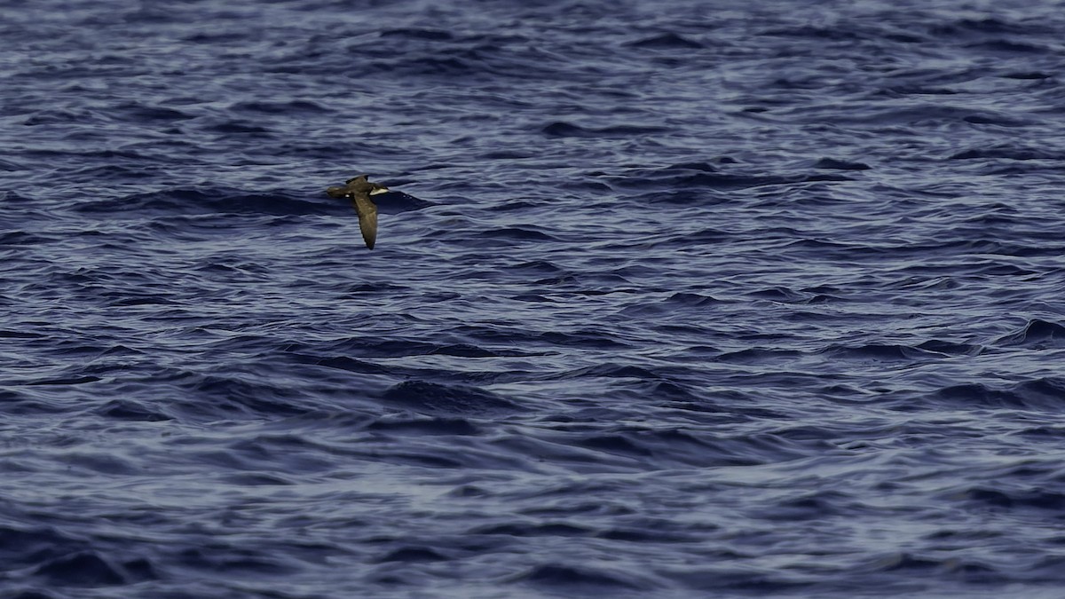 יסעור גמדי - ML647318588