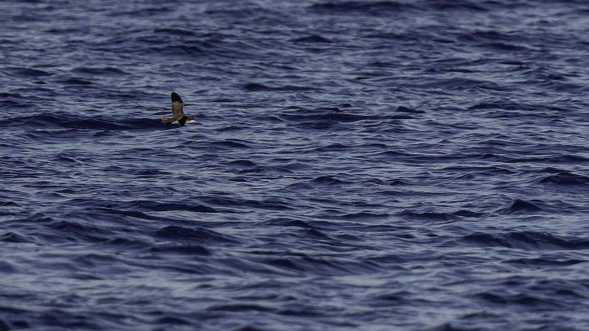 יסעור גמדי - ML647318589