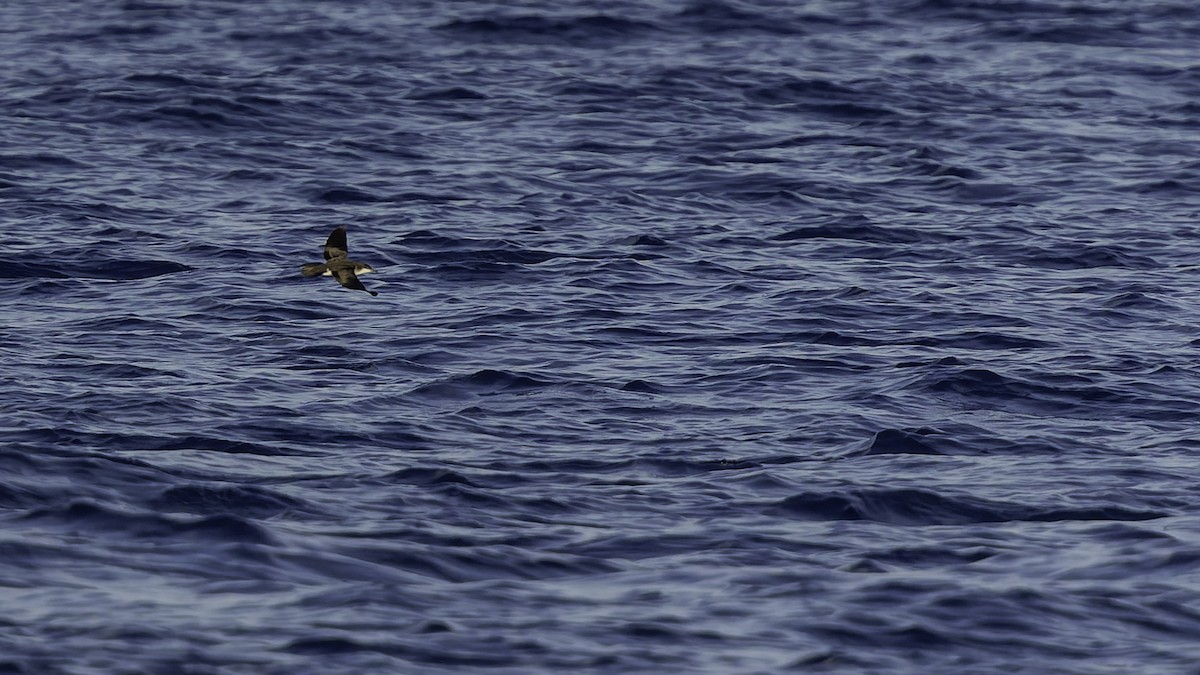 יסעור גמדי - ML647318590