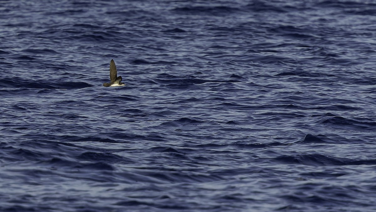 יסעור גמדי - ML647318591