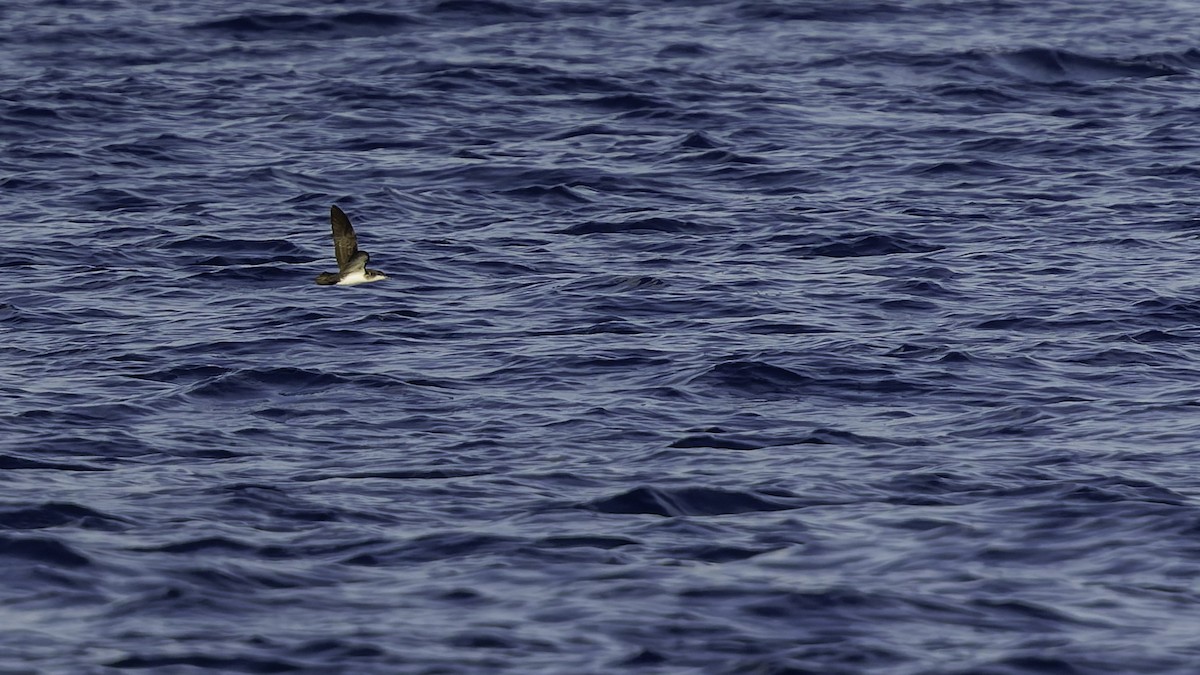 יסעור גמדי - ML647318592