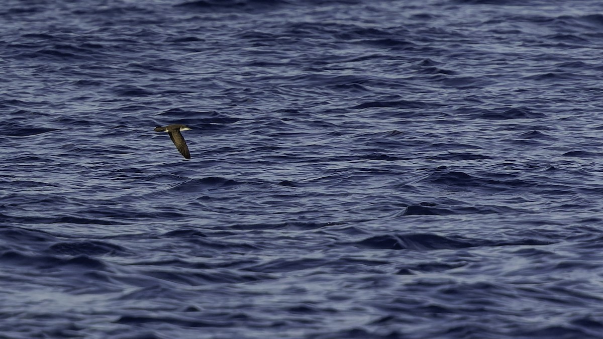 יסעור גמדי - ML647318593