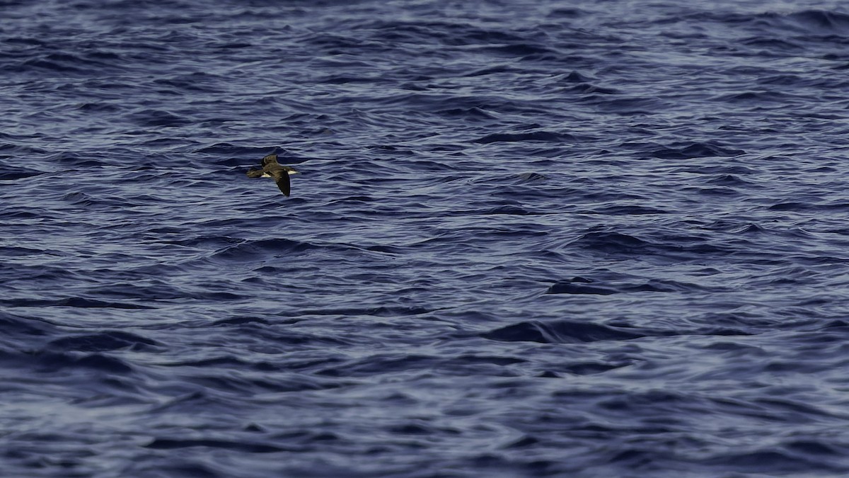 יסעור גמדי - ML647318594