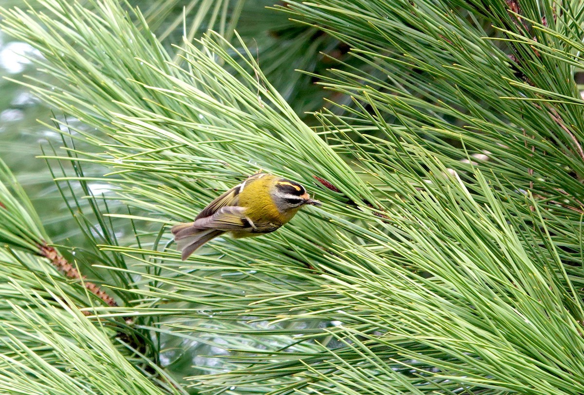 Common Firecrest - ML647318606