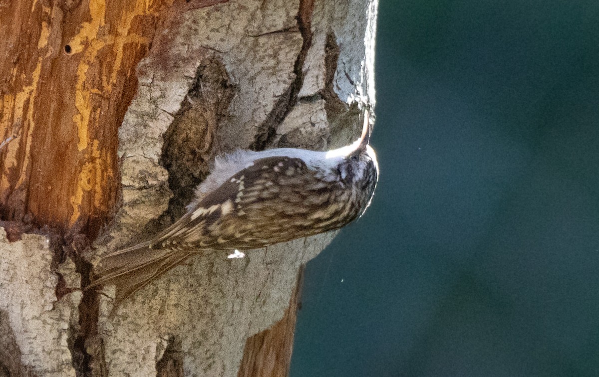 Brown Creeper - ML647318610