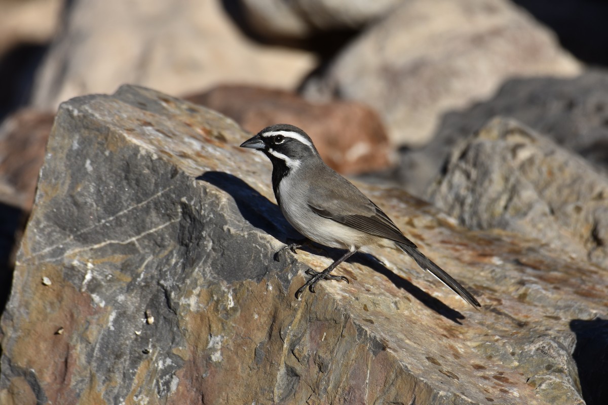 ノドグロヒメドリ - ML647318614