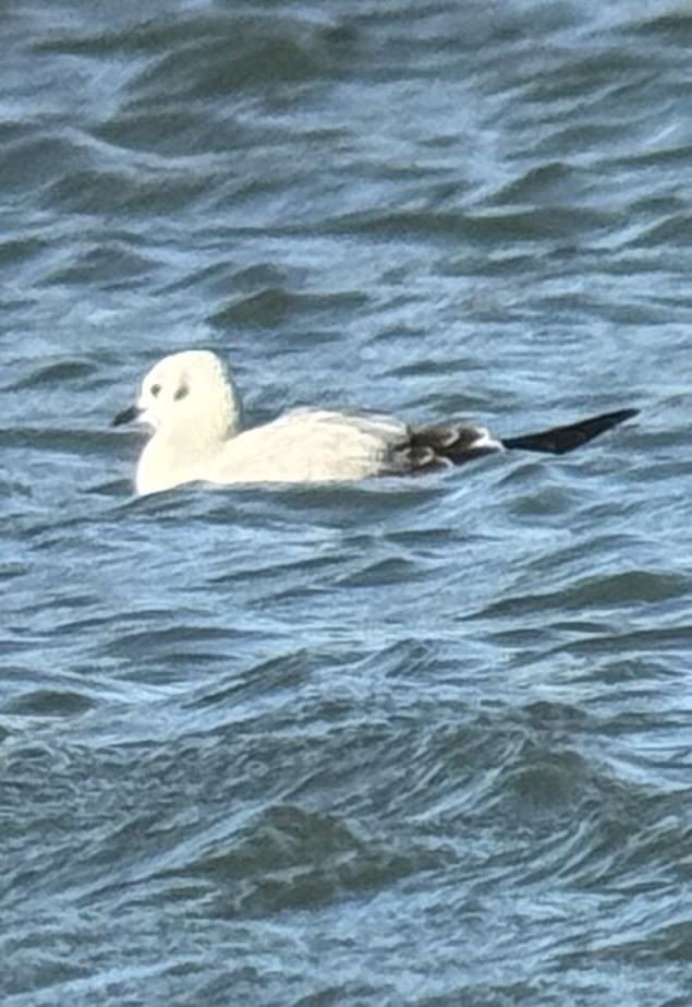 racek Bonapartův - ML647318632