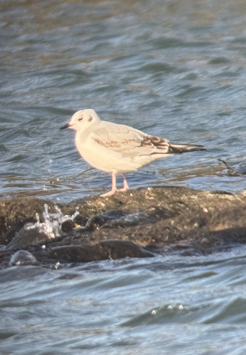 racek Bonapartův - ML647318633