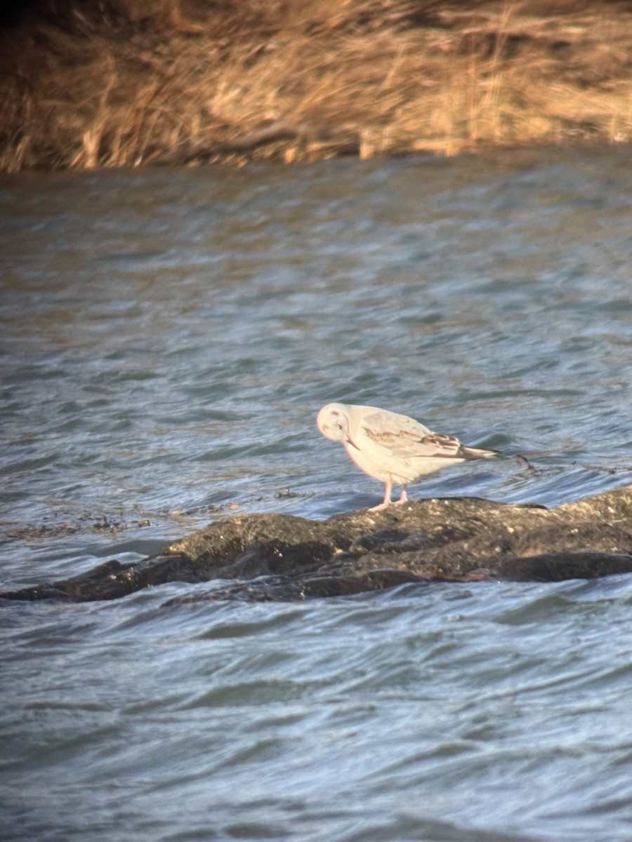 racek Bonapartův - ML647318634