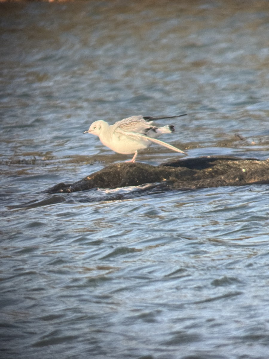 racek Bonapartův - ML647318635