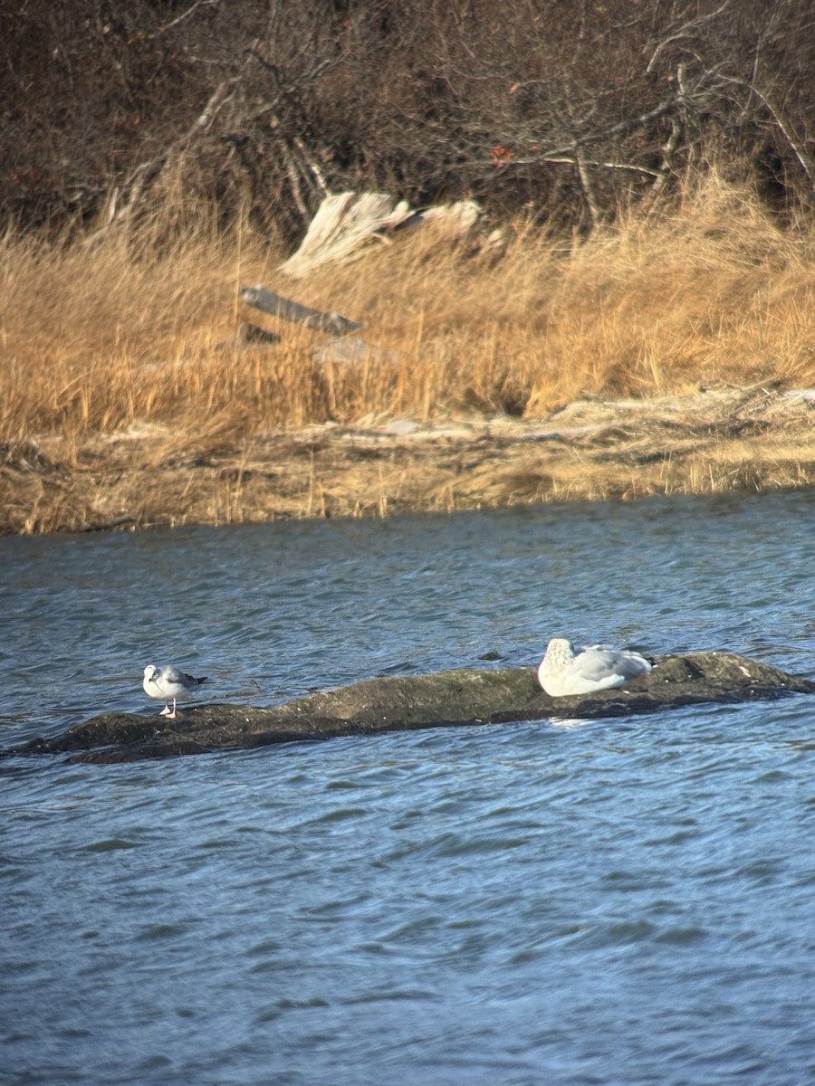 racek Bonapartův - ML647318636