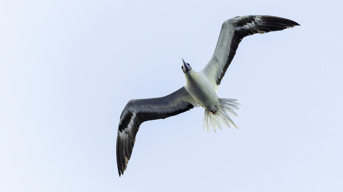 סולה אדומת-רגל - ML647318652