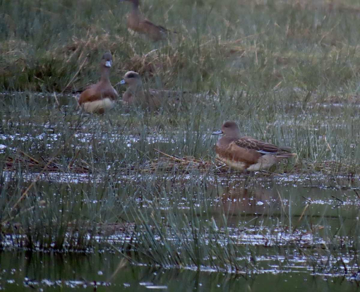American Wigeon - ML647318653