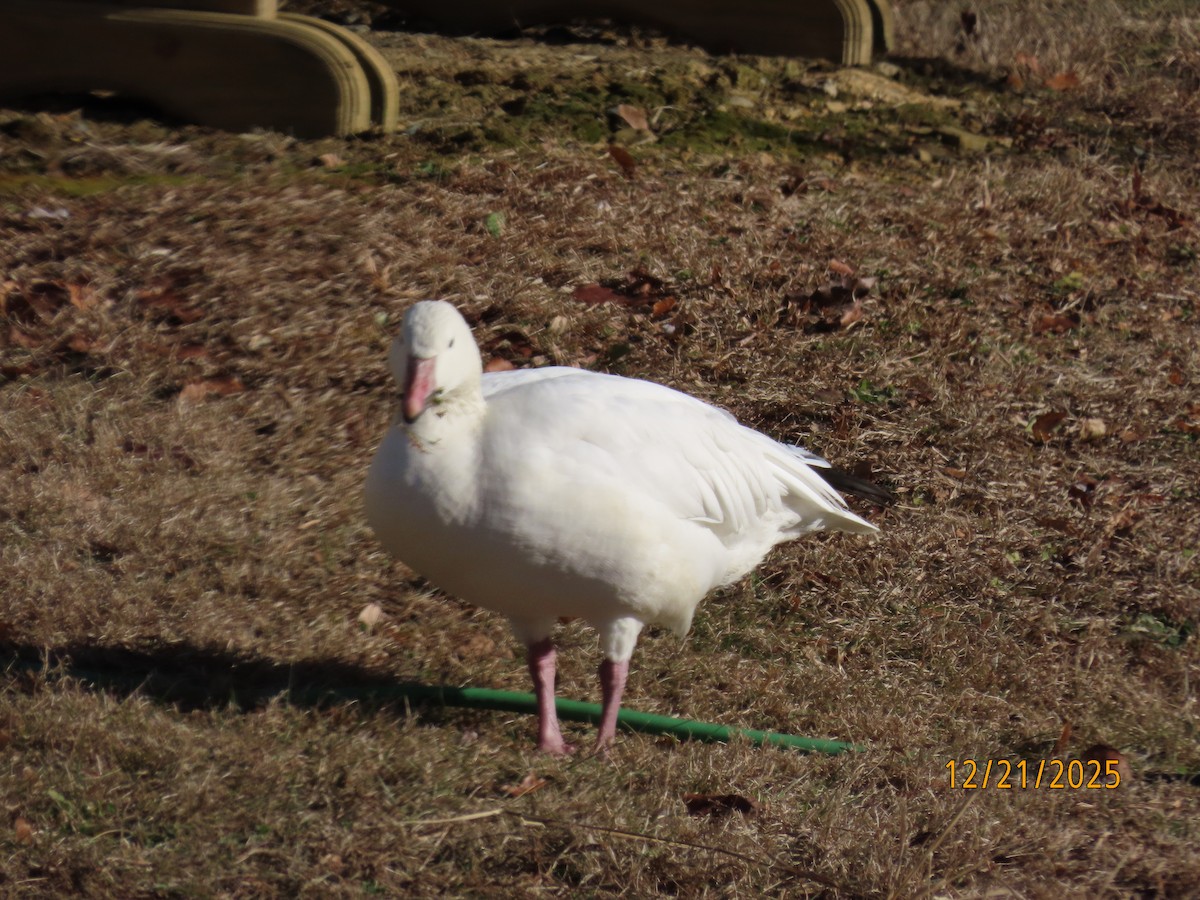 husa sněžní - ML647318660