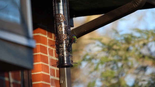 Painted Bunting - ML647318664