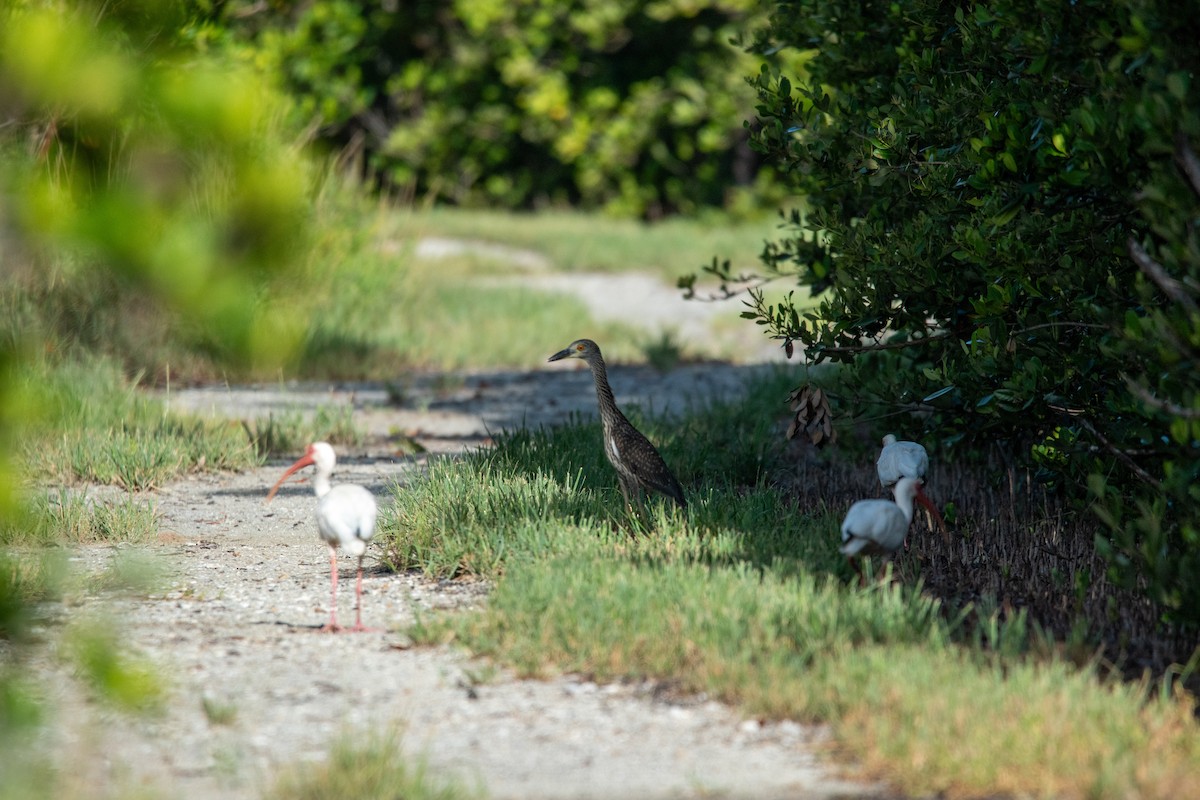 Yellow-crowned Night Heron - ML647318670