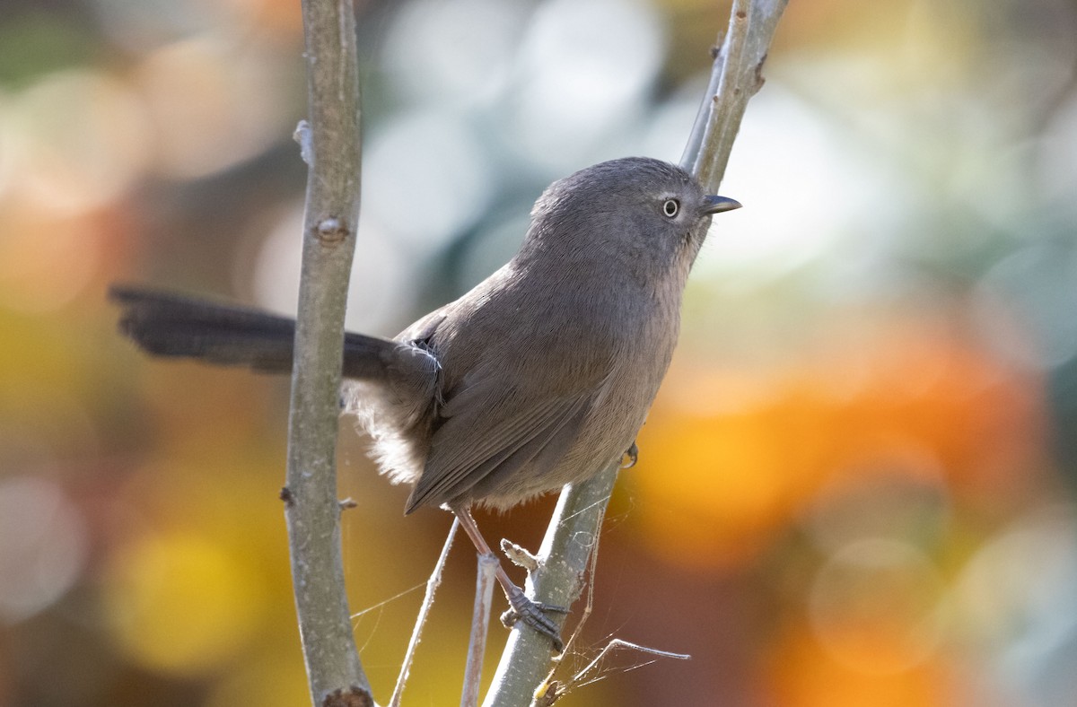 Wrentit - ML647318672