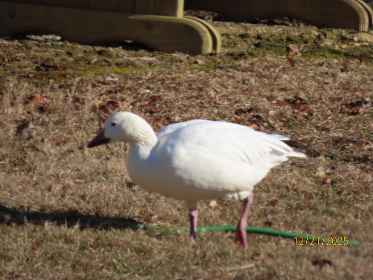 husa sněžní - ML647318673