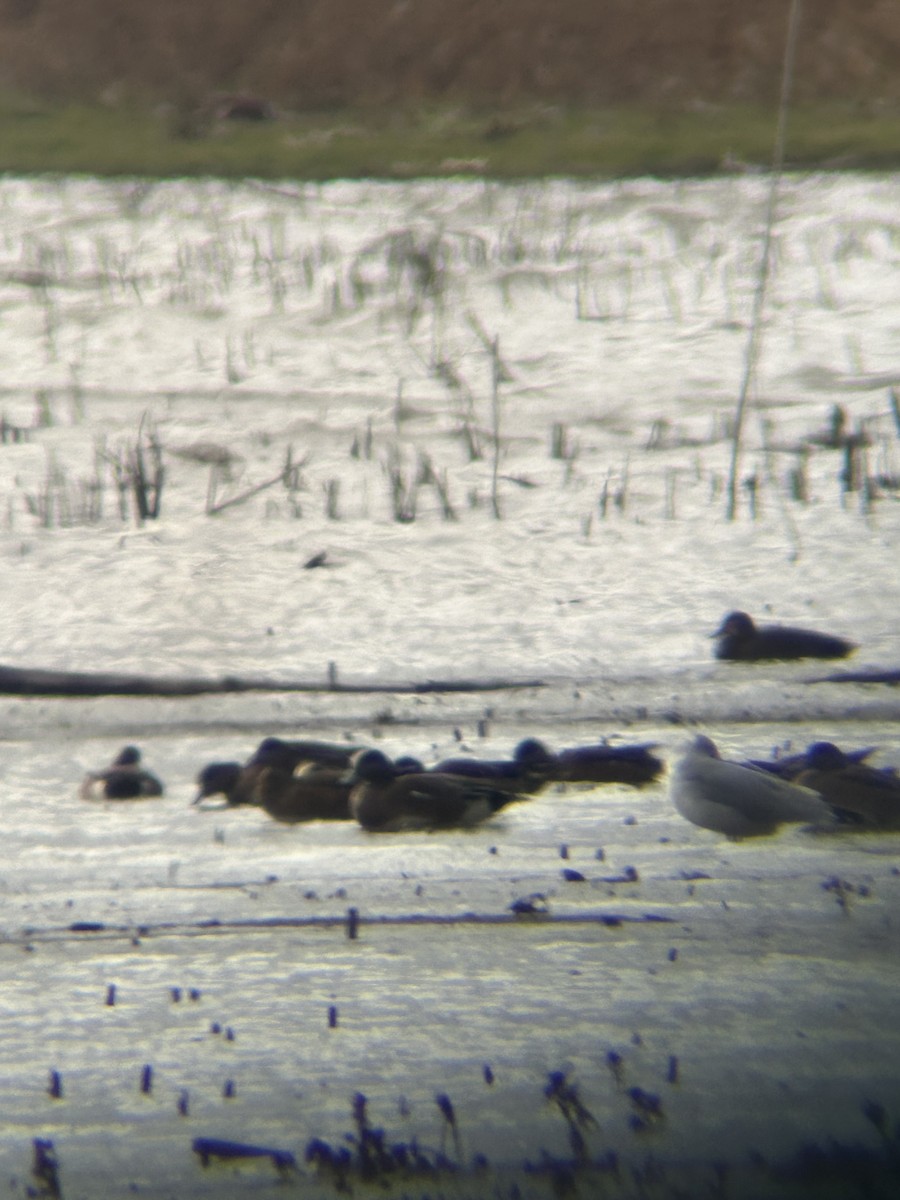 American Wigeon - ML647318674