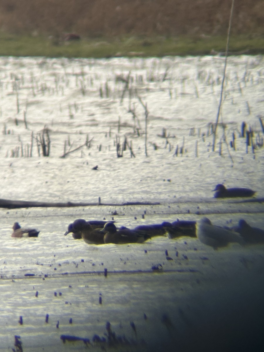 American Wigeon - ML647318675