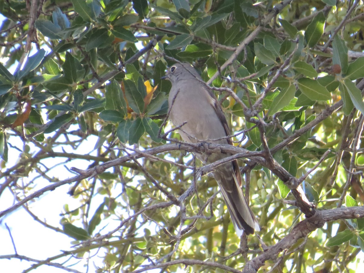Townsend's Solitaire - ML647318677