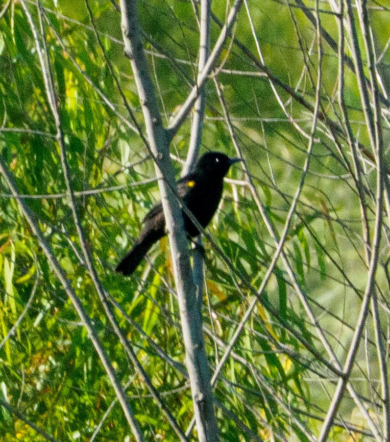 Yellow-winged Blackbird - ML647318678