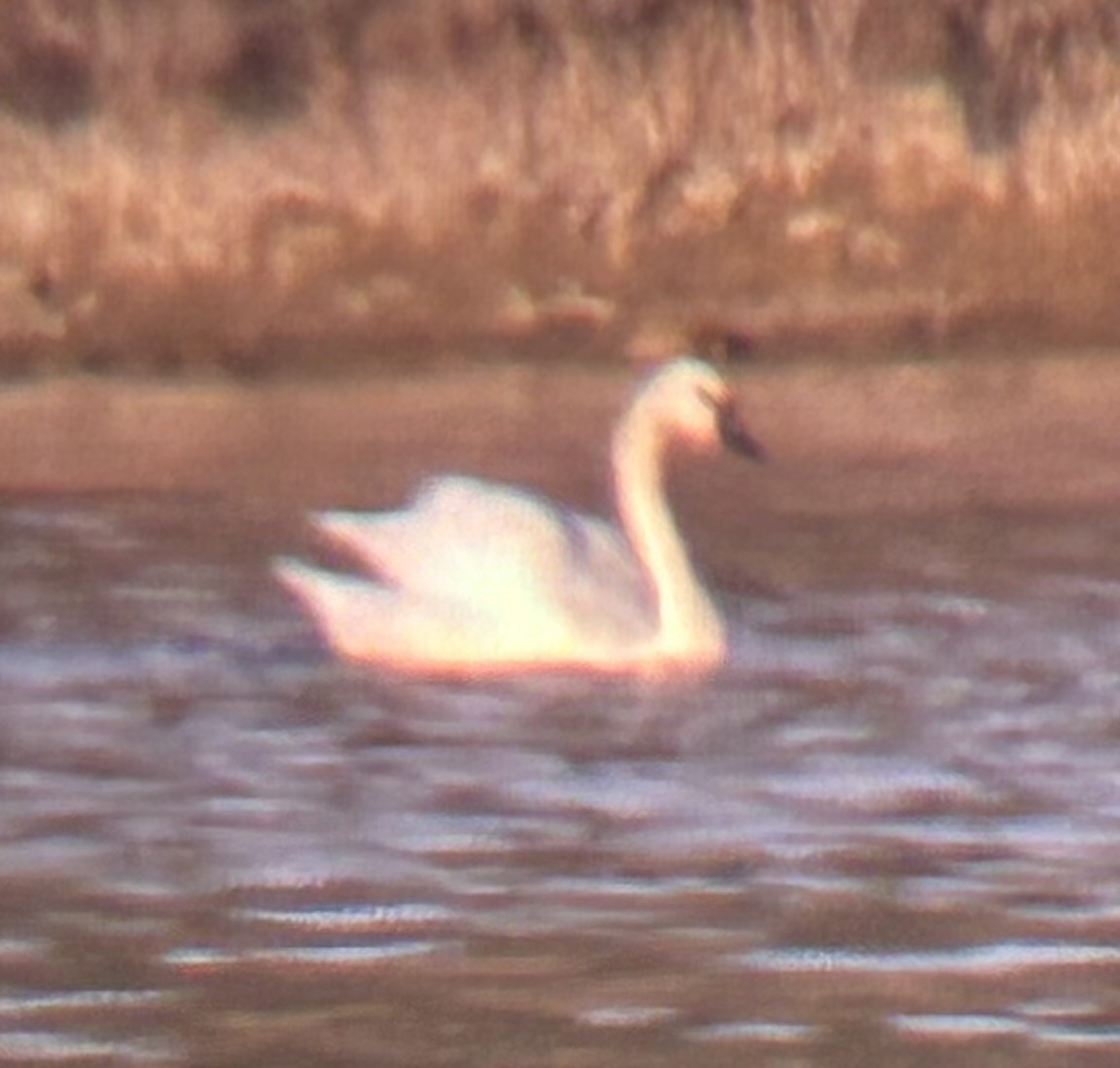 Tundra Swan - ML647318679