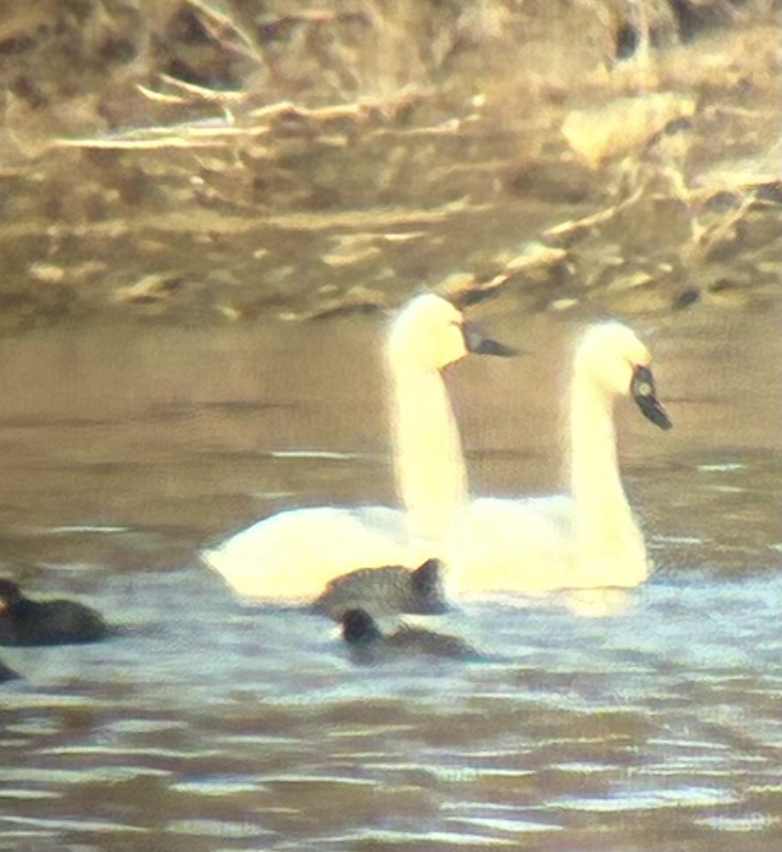 Tundra Swan - ML647318680