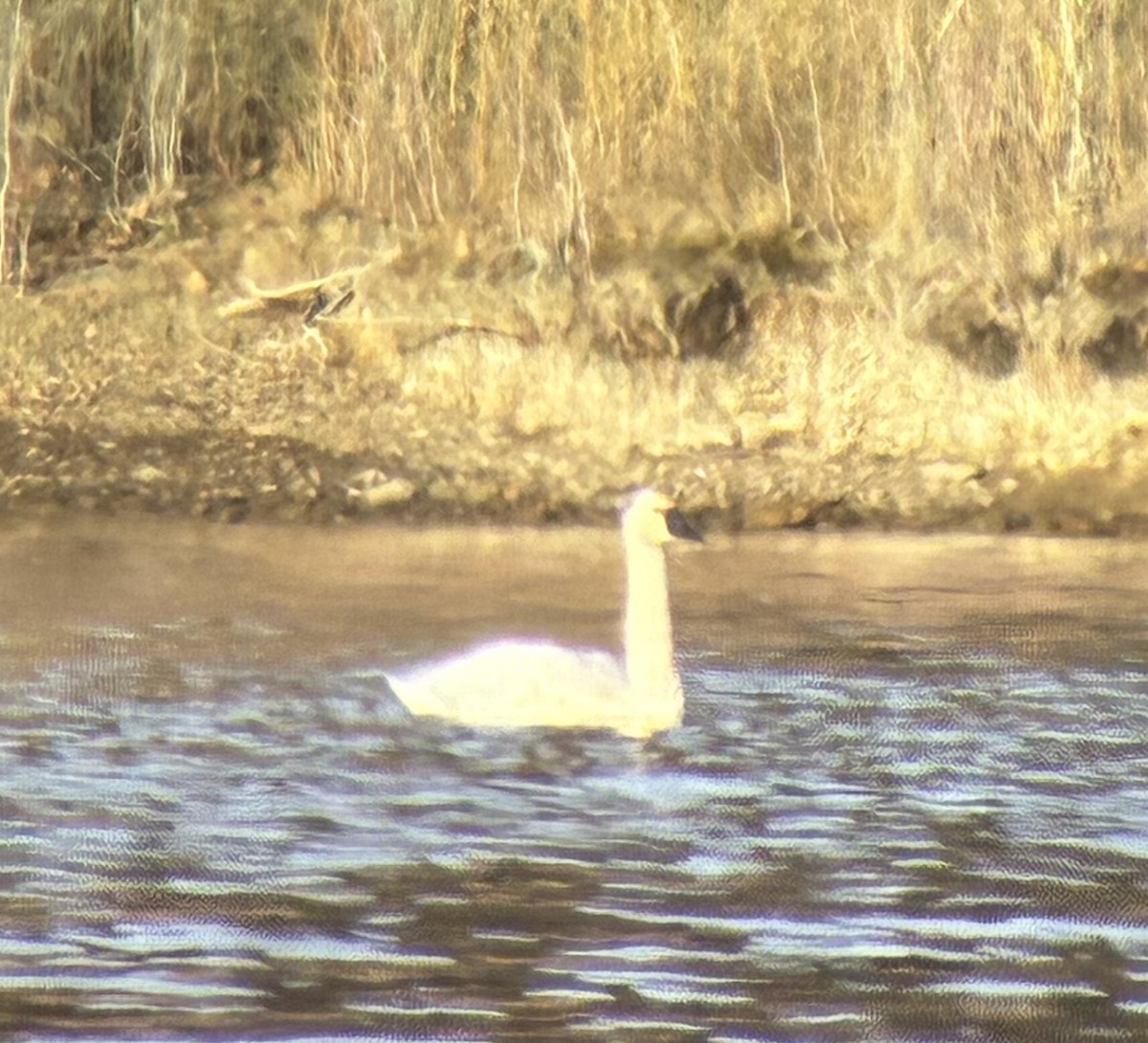 Tundra Swan - ML647318681
