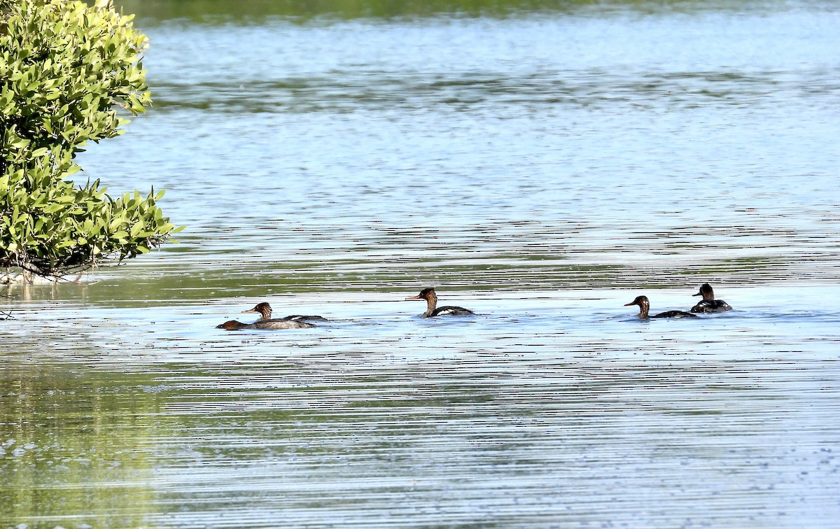 Red-breasted Merganser - ML647318682