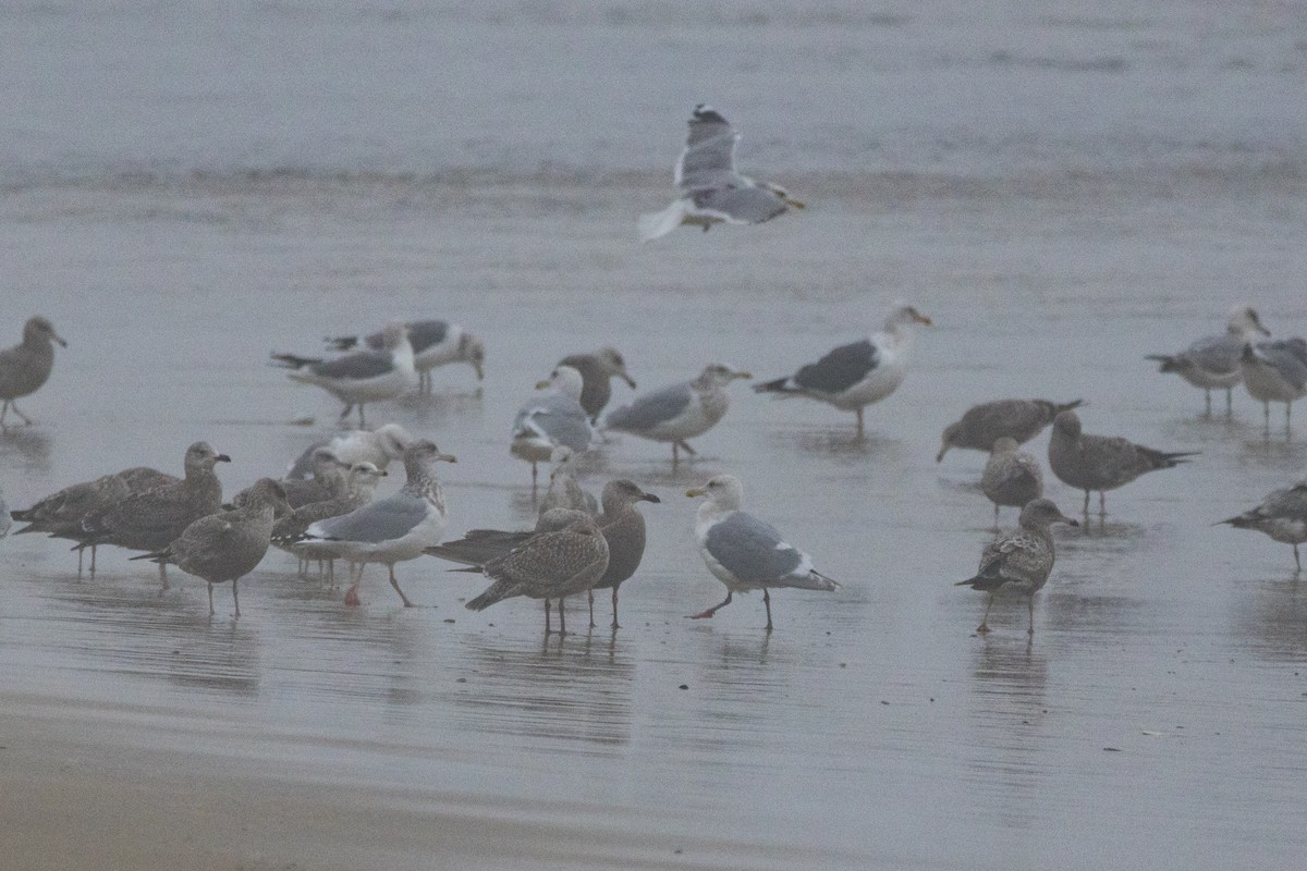 American Herring x Glaucous-winged Gull (hybrid) - ML647318683