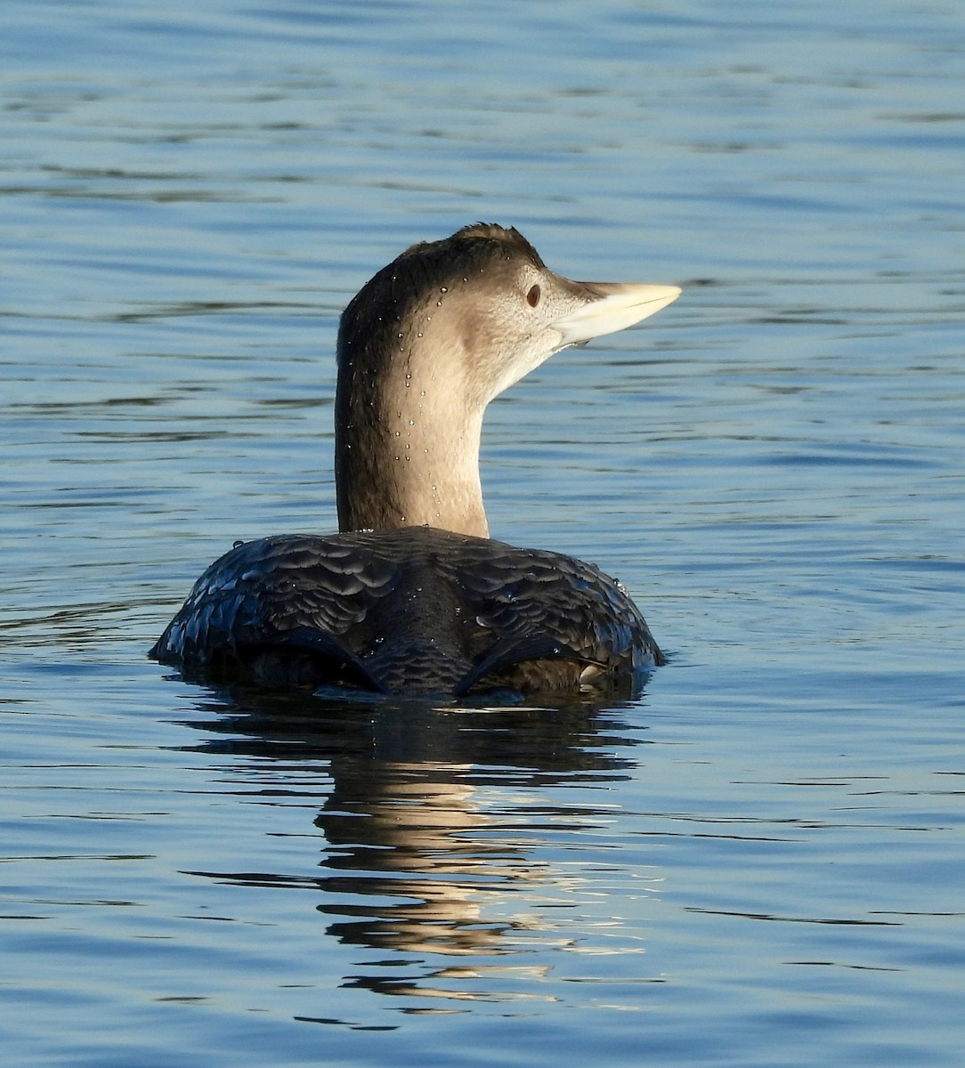 Yellow-billed Loon - ML647318684