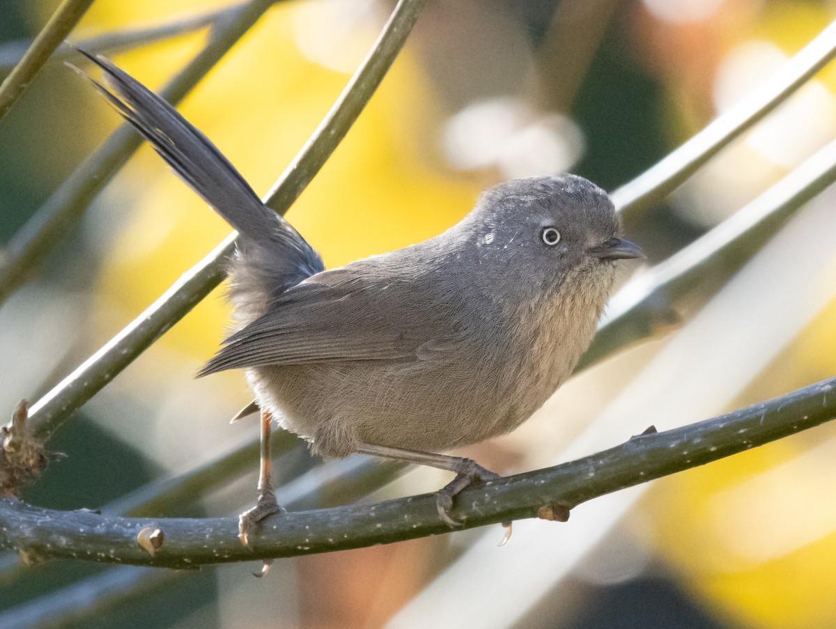 Wrentit - ML647318685