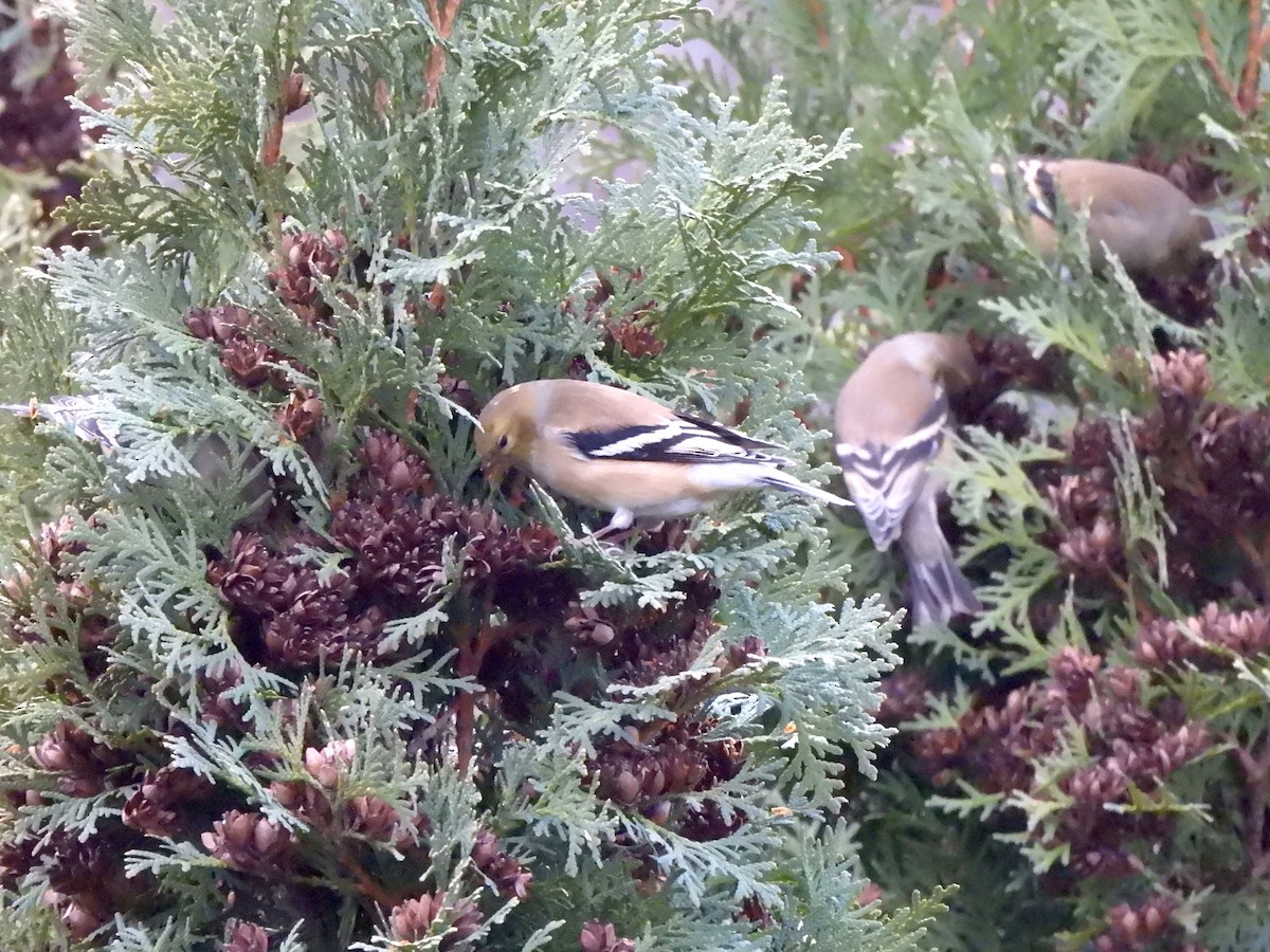 American Goldfinch - ML647318686