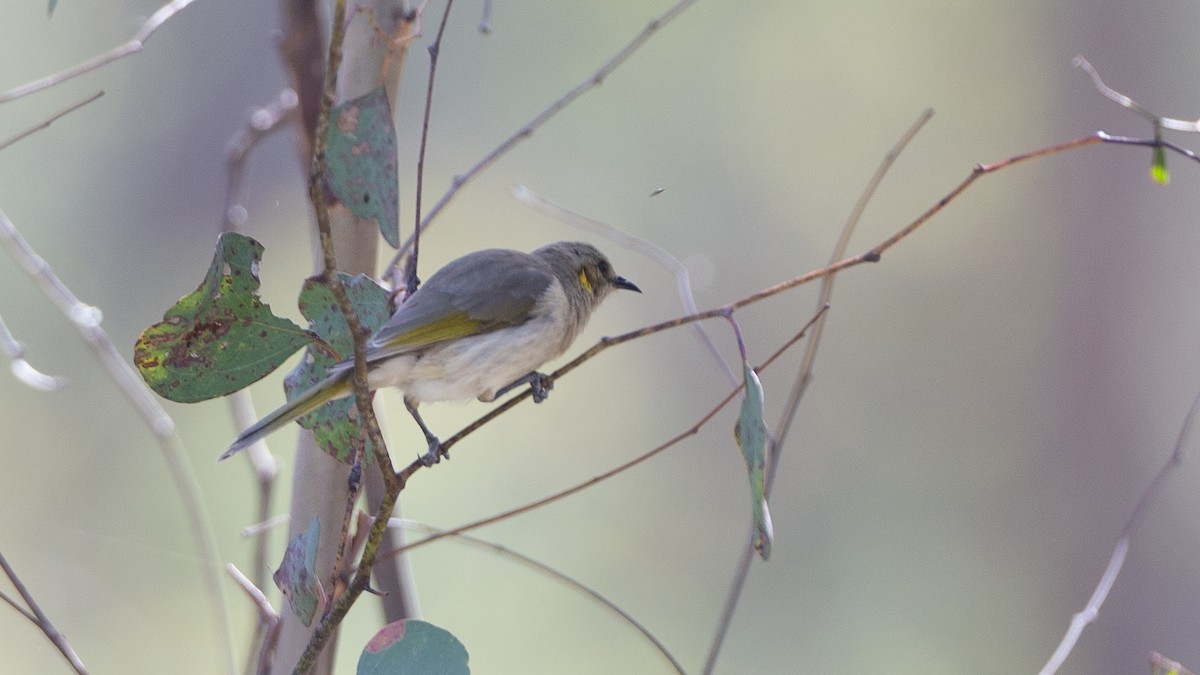 Fuscous Honeyeater - ML647318687