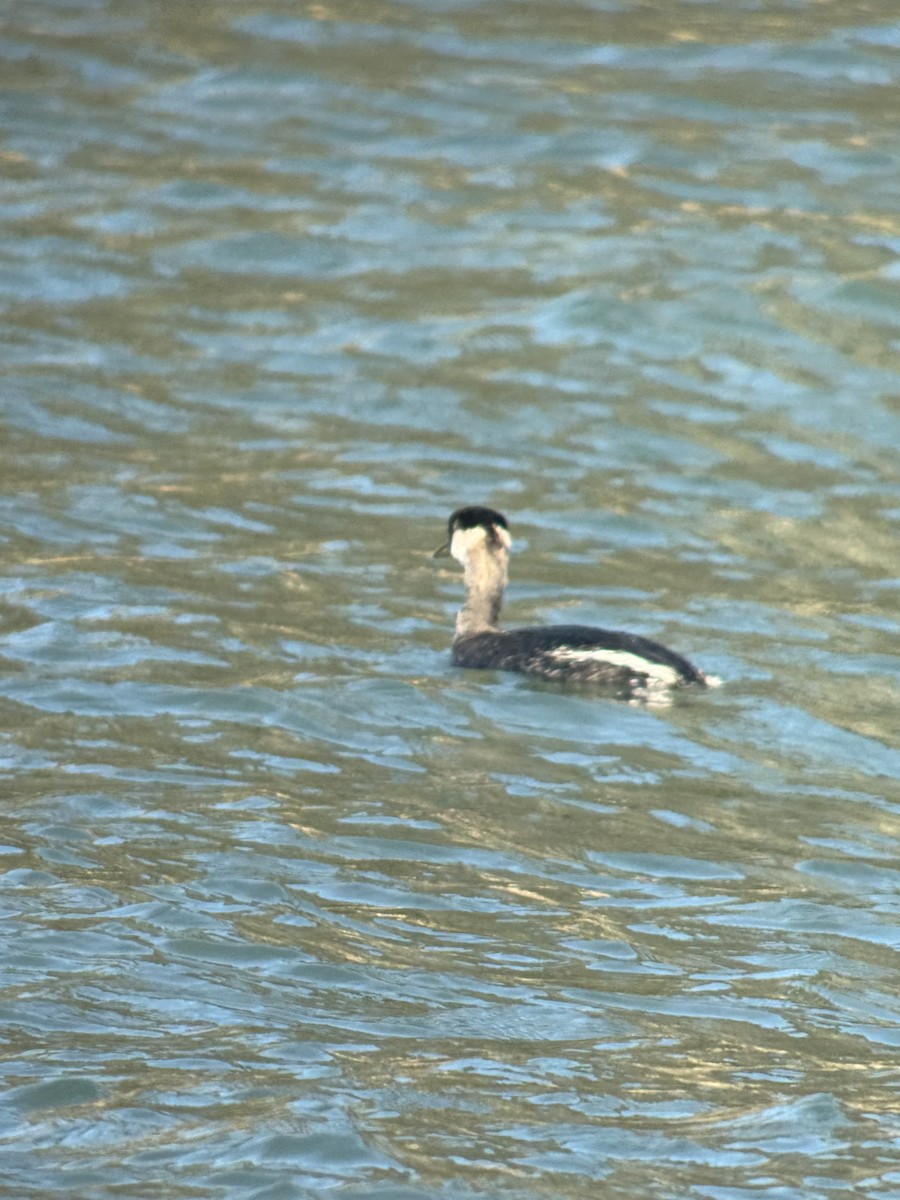 Red-necked Grebe - ML647318690