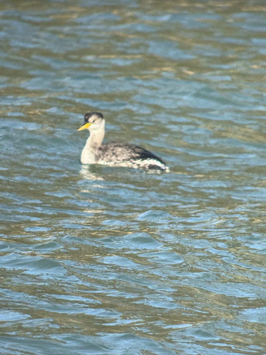 Red-necked Grebe - ML647318691