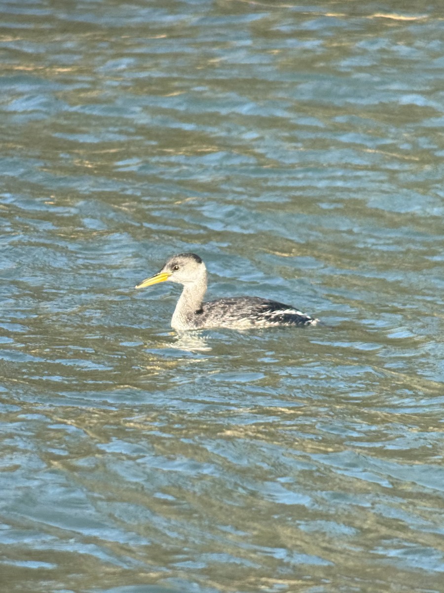 potápka rudokrká - ML647318692